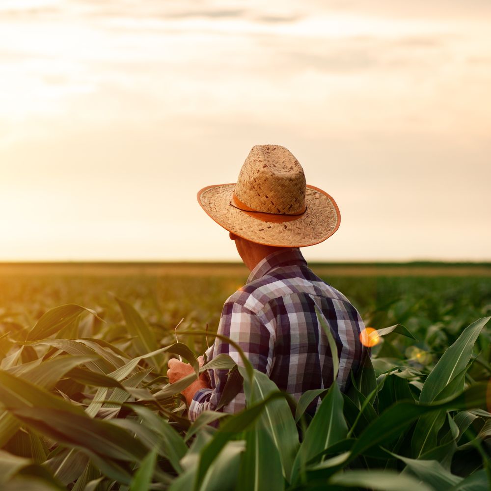 Início 2 Aposentadoria Rural em 2025